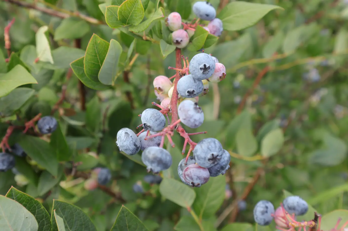 Ripening blueberries on the bush