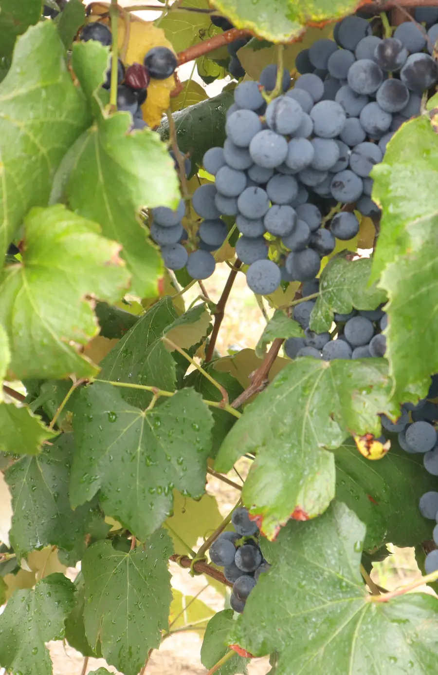 Concord grapes ripening on the vine in Western New York